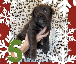 Cane Corso Puppy for sale in TAYLORSVILLE, KY, USA