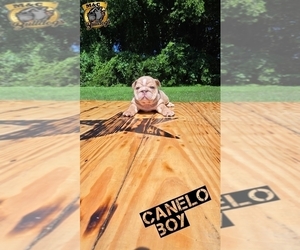 English Bulldog Litter for sale in ARGYLE, TX, USA