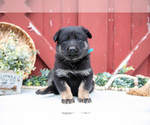 Puppy Shaggy German Shepherd Dog