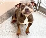 Small #1 Doberman Pinscher Mix