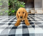 Small Photo #3 Golden Retriever Puppy For Sale in GREENWOOD, IN, USA