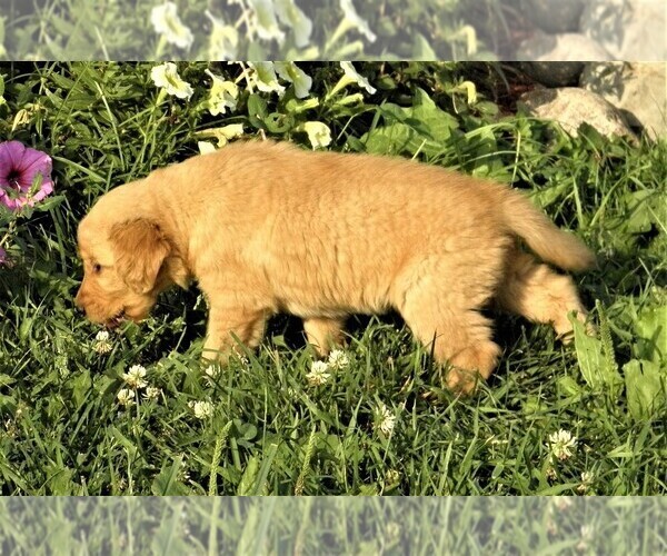 Medium Photo #6 Golden Retriever Puppy For Sale in VERMONTVILLE, MI, USA