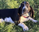 Small #1 Basset Hound