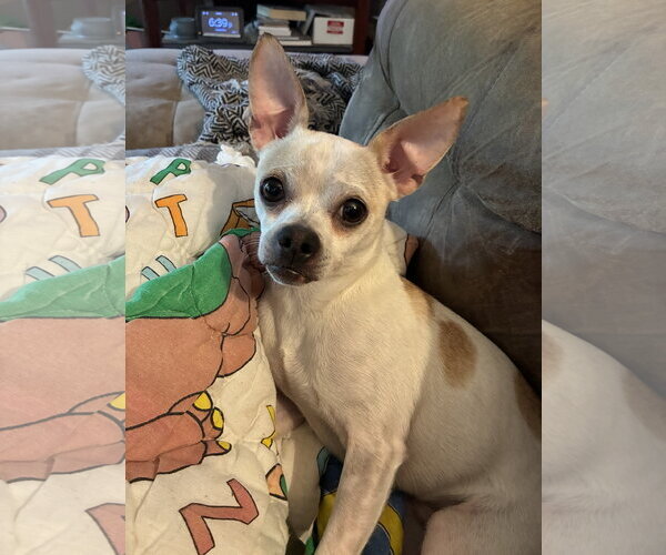 Medium Photo #1 Chihuahua-Unknown Mix Puppy For Sale in Topeka, KS, USA