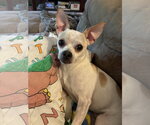 Small Chihuahua Mix