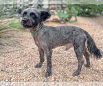 Small #3 Mutt