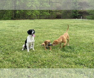 Nemo - Male American Foxhound-Unknown Mix Dog for Adoption - Photo #6