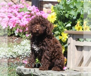 Poodle (Miniature) Puppy for sale in QUARRYVILLE, PA, USA