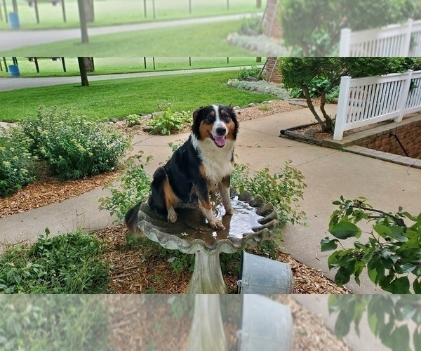 Medium Photo #5 English Shepherd-German Shepherd Dog Mix Puppy For Sale in ETNA GREEN, IN, USA
