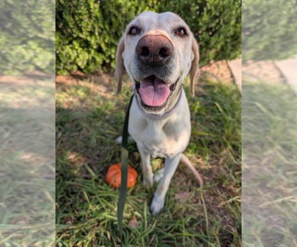 Medium Photo #4 Labrador Retriever Puppy For Sale in Fort Worth, TX, USA