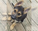 Small #8 German Shepherd Dog