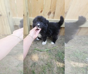 Samoyed-Siberian Husky Mix Puppy for sale in DETROIT, MI, USA