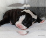 Small Photo #4 Boston Terrier Puppy For Sale in WINNSBORO, TX, USA