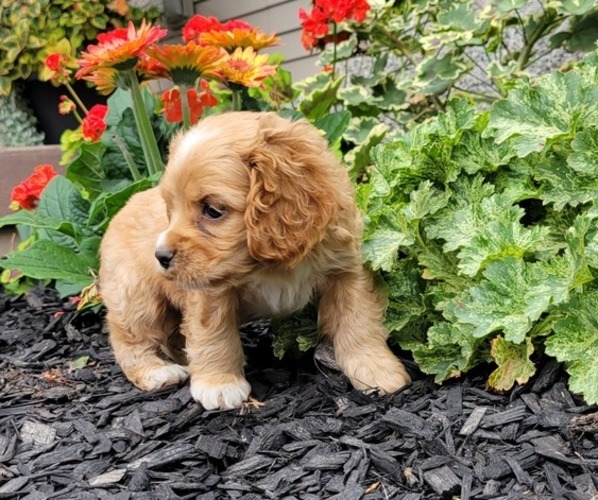 Medium Photo #3 Cocker Spaniel Puppy For Sale in WITHEE, WI, USA
