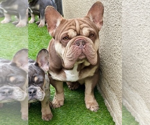 Father of the French Bulldog puppies born on 04/07/2023