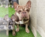 Small Photo #1 French Bulldog Puppy For Sale in FOUNTAIN VALLEY, CA, USA