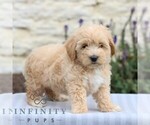 Small #2 Maltipoo