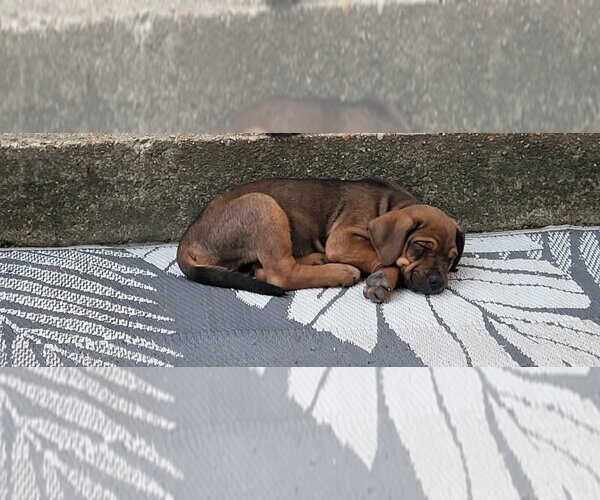 Medium Photo #1 Mastador Puppy For Sale in Chester, VA, USA