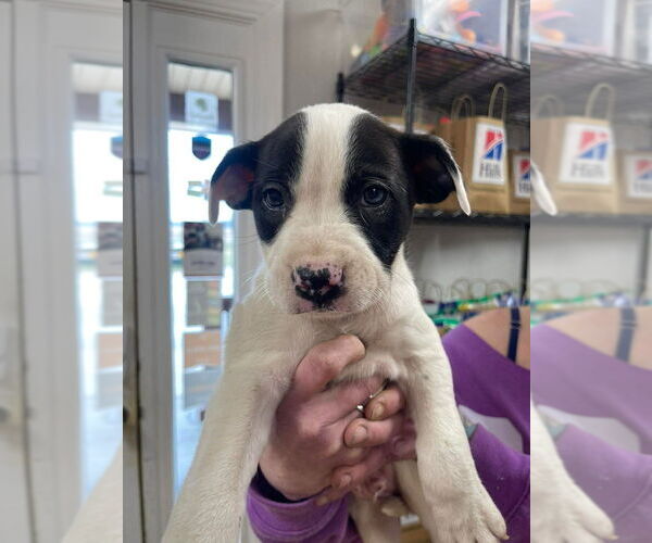 Medium Photo #1 Mutt Puppy For Sale in Bolivar, MO, USA