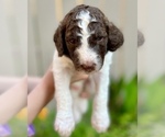 Small Photo #3 Poodle (Standard) Puppy For Sale in SAN ANTONIO, TX, USA