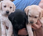 Small #3 Labrador Retriever