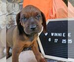 Small #1 Redbone Coonhound
