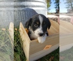 Small Photo #52 Australian Shepherd Puppy For Sale in RUSSELL, IA, USA