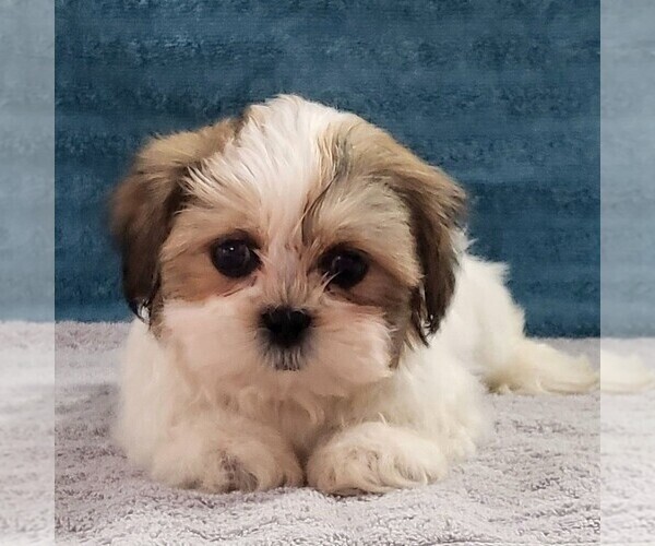 Medium Photo #1 Zuchon Puppy For Sale in ARTHUR, IL, USA