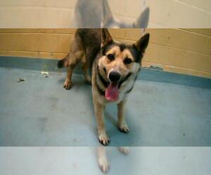 German Shepherd Dog-Unknown Mix Dogs for adoption in Tulsa, OK, USA