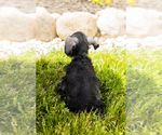 Small Photo #43 Schnauzer (Miniature) Puppy For Sale in MILLERSBURG, IN, USA