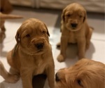 Small #8 Golden Retriever