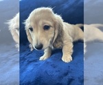 Small #8 Dachshund