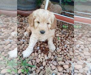 Labradoodle Puppy for sale in FARR WEST, UT, USA