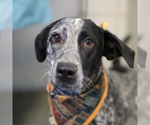 Mutt Dogs for adoption in San Antonio, TX, USA