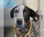 BIRD - Male Mutt Dog for Adoption - Small photo