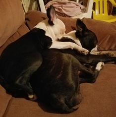 Mother of the Boston Terrier puppies born on 04/15/2018