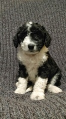 Aussiedoodle-Unknown Mix Puppy for sale in OAKLAND, CA, USA