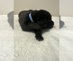 Small #1 Labrador Retriever