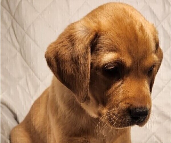 Medium Photo #49 Labrador Retriever Puppy For Sale in BUFFALO, NY, USA