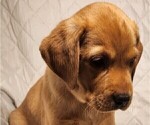 Small Photo #49 Labrador Retriever Puppy For Sale in BUFFALO, NY, USA