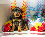 Puppy Otto Rottweiler