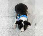 Small Photo #4 Boston Terrier Puppy For Sale in TRUSSVILLE, AL, USA
