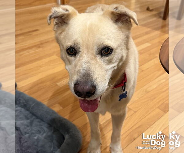 Medium Photo #6 Labrador Retriever-Retriever  Mix Puppy For Sale in Washington, DC, USA