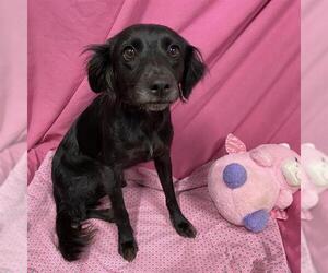 Cocker Spaniel-Unknown Mix Dogs for adoption in Modesto, CA, USA