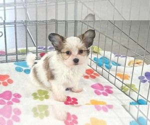 Papitese Puppy for sale in ORO VALLEY, AZ, USA
