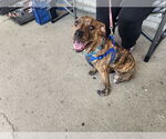 Small #5 American Staffordshire Terrier Mix