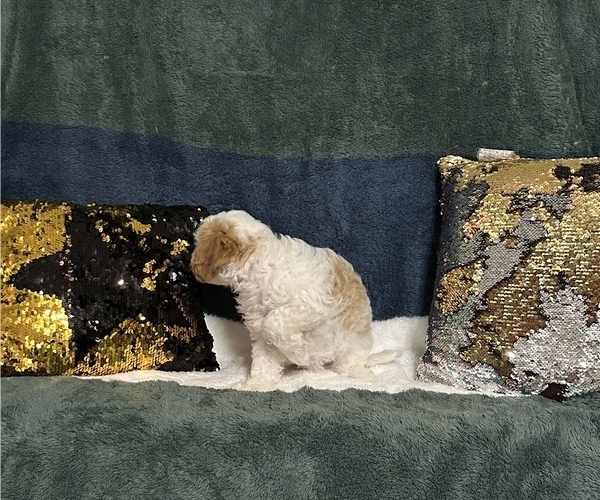 Medium Photo #3 Cavapoo (Miniature) Puppy For Sale in GREENVILLE, MO, USA