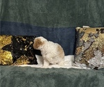 Small #2 Cavapoo (Miniature)