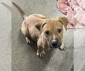 Mutt Dogs for adoption in Sterling, MA, USA