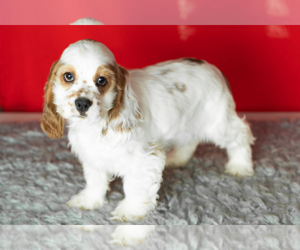 Medium Photo #3 Cocker Spaniel Puppy For Sale in NAPPANEE, IN, USA